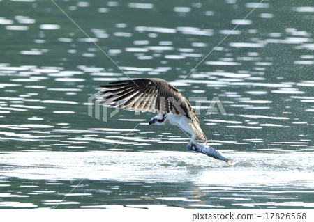 狩獵Osprego 狩獵Osprego 17826568