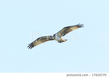 魚鷹 17826570