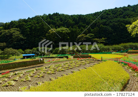 Autumn country garden 17827124