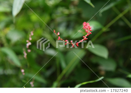 Water grass Water grass 17827240