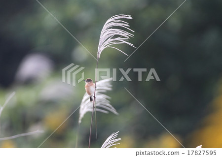 Nobutaki sticking to Suzuki 17827595