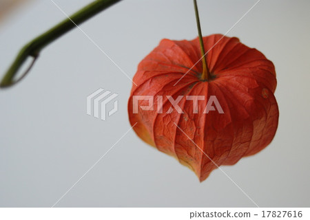 茄科 茄科 17827616