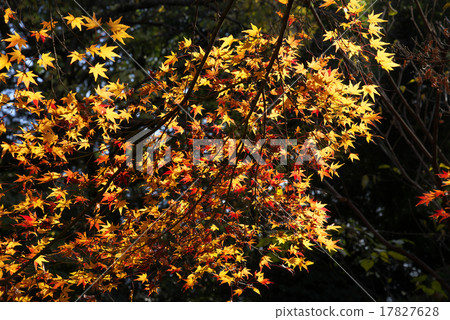 Autumn leaves of Yeozumi Valley 17827628