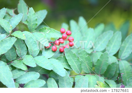 Sansho fruit 17827681