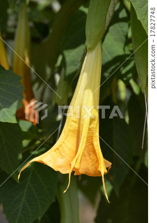 Angels trumpet Angels trumpet 17827748