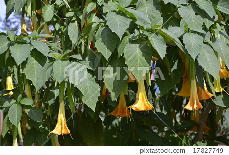 Angels trumpet Angels trumpet 17827749