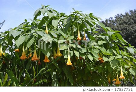 Angels trumpet Angels trumpet 17827751