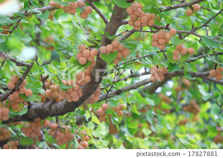 Ginkgo 17827881