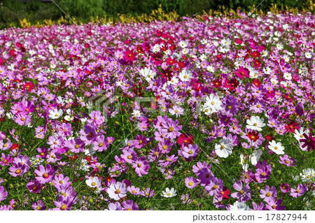  宇宙領域 17827944