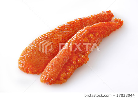 魚子 17828044