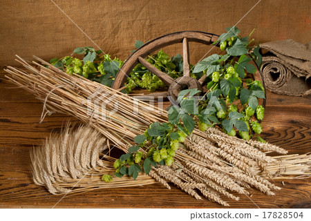 still life with hop and barley 17828504