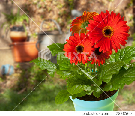 gerbera 17828560