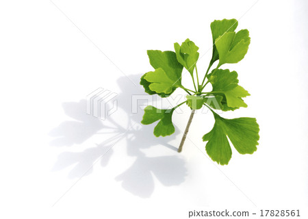 ginkgo 17828561