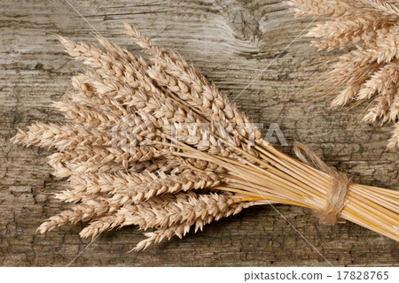 wheat 17828765