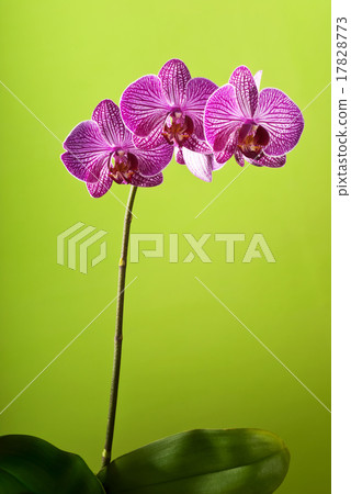 orchid 17828773