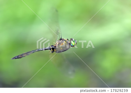 Hanebiroezotonbo Hanebiroezotonbo 17829239