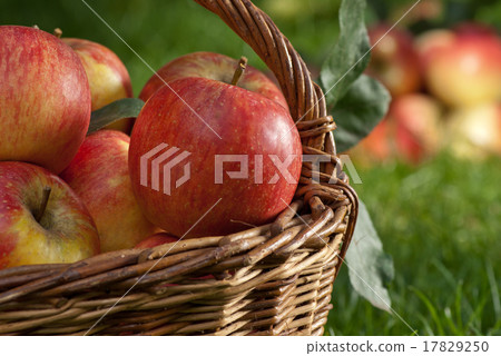apples 17829250
