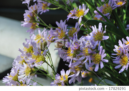 Shion (bean) and bee 17829291