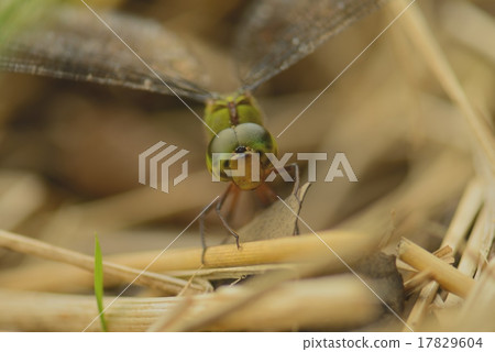 Katriyama Katriyama 17829604