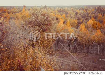 Beautiful autumn forest in national park 17829636