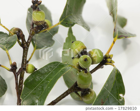 Arakashi no Oe Arakashi no Oe 17829810