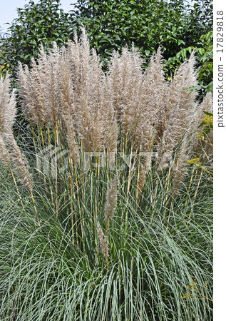 Pampasgrass Pampasgrass 17829818