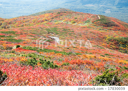 The autumn tinted view of Kurikomiyama 2015 ~ Iwakagami square area 17830039