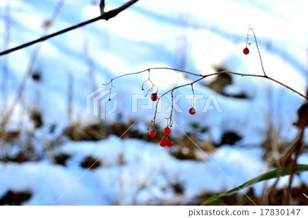 在冬天凋枯的紅色果子 17830147