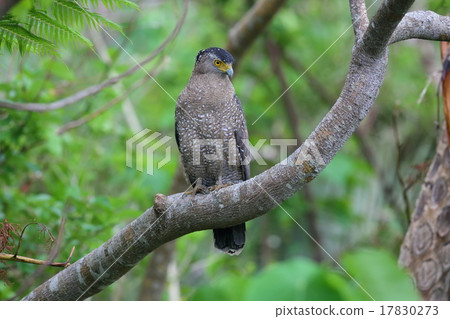 Kammuriwashi 17830273