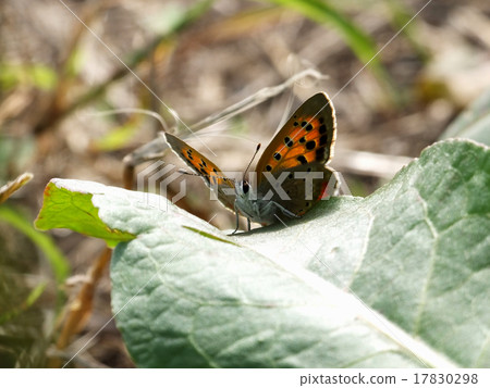 蝴蝶在背光#6 蝴蝶在背光#6 17830298