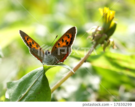 蝴蝶在背光＃7 17830299