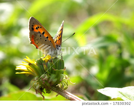 蝴蝶在背光＃10 17830302