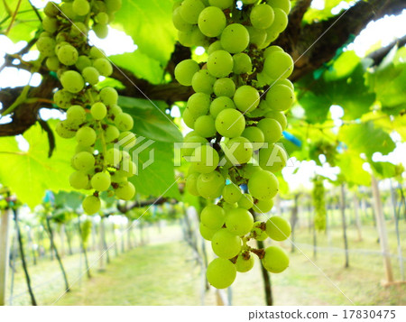 grape in vineyard grape in vineyard 17830475