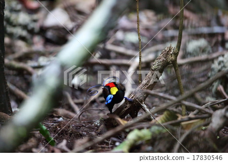 Camino swan 17830546