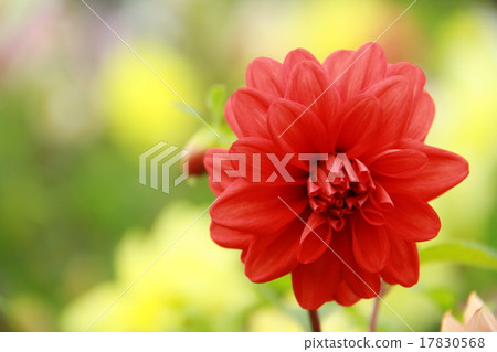 Flowers Flowers 17830568