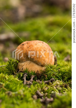 Porcini fungi on the moss (Boletus edulis) Porcini fungi on the moss (Boletus edulis) 17830592