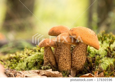 Edible mushrooms species,red-capped Edible mushrooms species,red-capped 17830596
