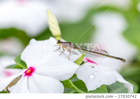 Hinumitomitobo Hinumitomitobo 17830742