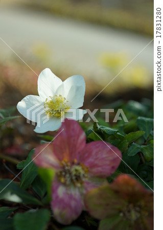 聖誕節玫瑰 17831280