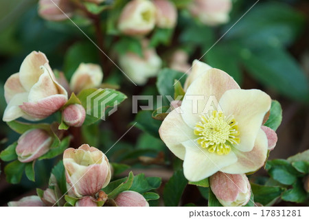 聖誕節玫瑰 17831281