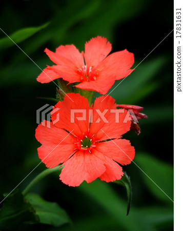 Matsumoto Senyo 17831631