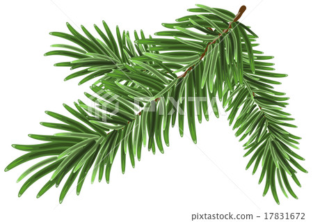 Green lush spruce branch. Fir branches - Stock Illustration [17831672 ...