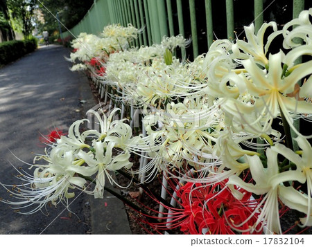 Higambuna Higambuna 17832104