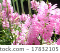 Physostegia virginiana 17832105