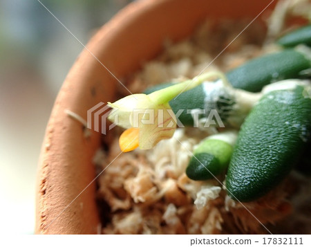 石斛Riqunaastrum 17832111