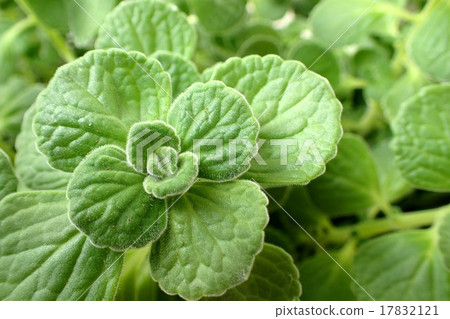 Plectranthus芳香族 17832121