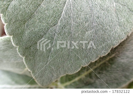 懸崖女王 17832122