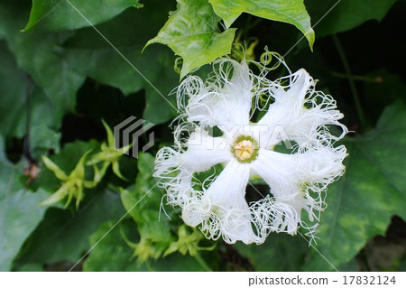 花椰菜花 17832124