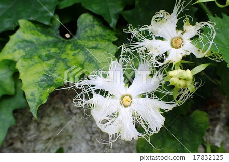 花椰菜花 17832125