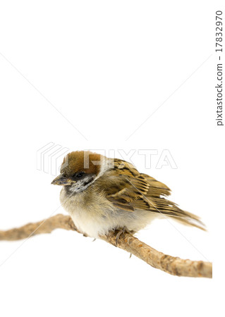 Sparrows remaining in branches 17832970
